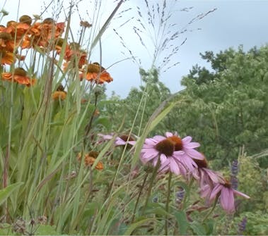 Planlegging av staudebed former Planlegging av staudebed former